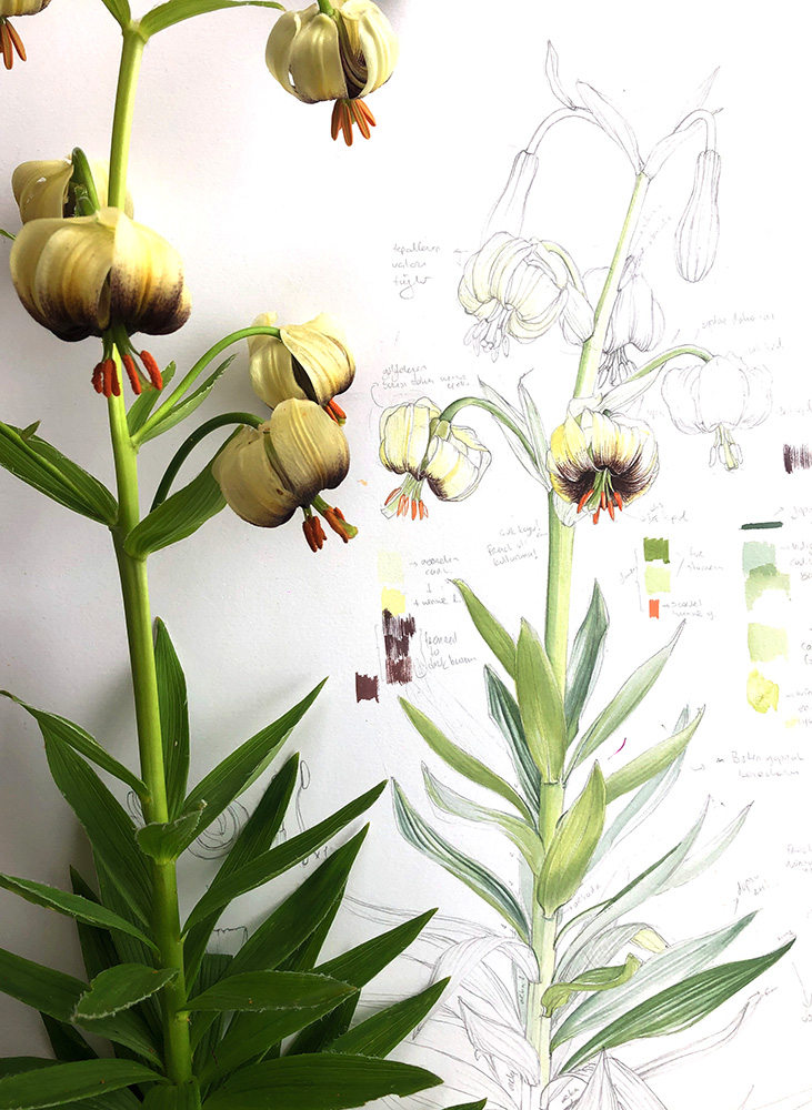 Botanical illustration of an iris by Işik Güner