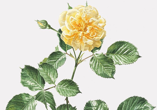 Study of a Yellow Rose, Rory McEwen, 1977, watercolour on vellum © Rory McEwen, courtesy of the Shirley Sherwood Collection